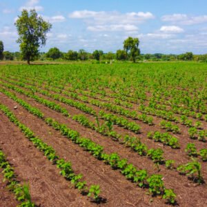 Terrain agricole 1 hectare