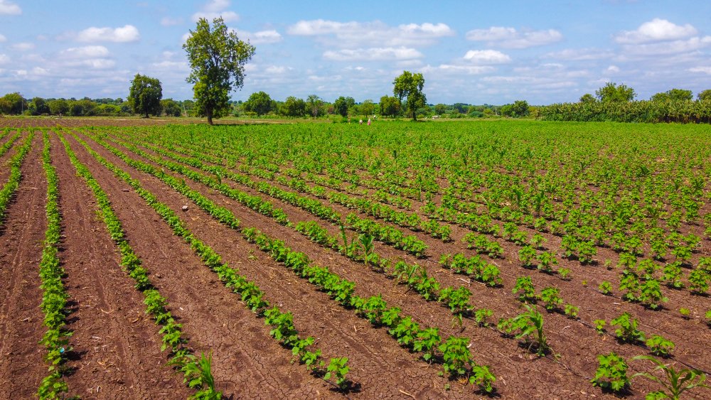 Terrain agricole 1 hectare – Image 2