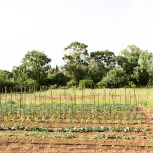 Terrain agricole 1 hectare